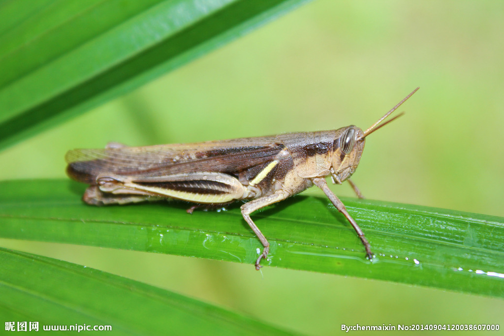 lol英雄攻略-蚱蜢和蝗虫还有蚂蚱是一种动物吗