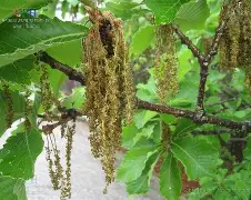 lol英雄攻略-??馛1??鱛|i凹?G7鄟?226竎'詝e?栎?蚩6犲|睻巅的简单介绍